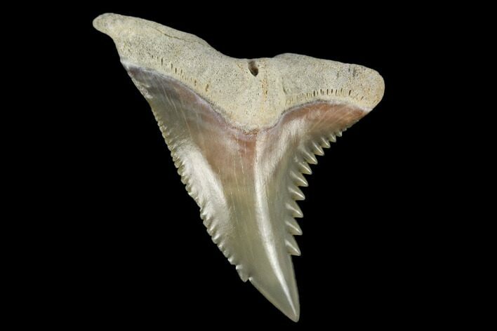 Snaggletooth Shark (Hemipristis) Tooth - Aurora, NC #180139